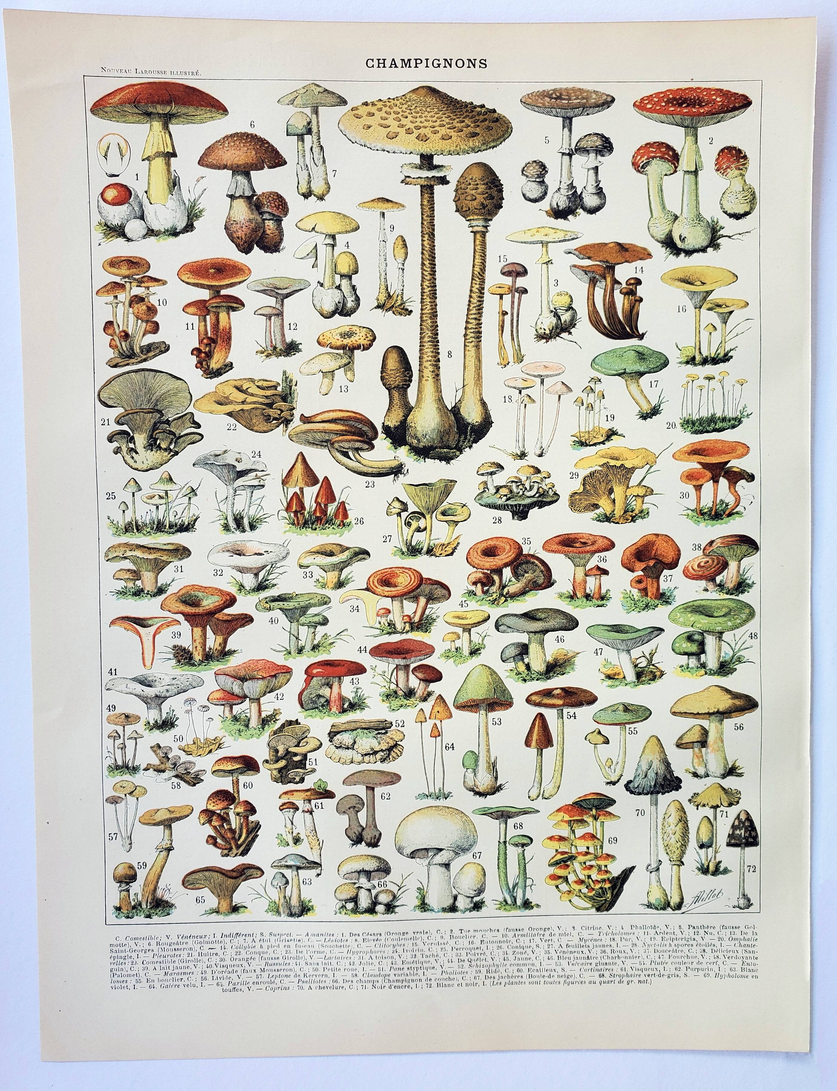 Old engraving 1898, Mushrooms 1, picking • Lithograph, Original plate