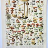 Old engraving 1898, Mushrooms 1, picking • Lithograph, Original plate