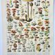 Old engraving 1898, Mushrooms 1, picking • Lithograph, Original plate