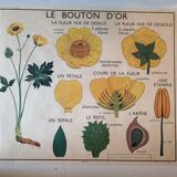 Ancienne affiche scolaire botanique bouton et tulipe d'or années 50 rossignol