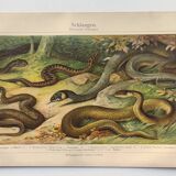 Zoological plate from 1909 - Snake - Old engraving from 1909