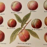 Lithograph on the peach tree and peaches - 1920