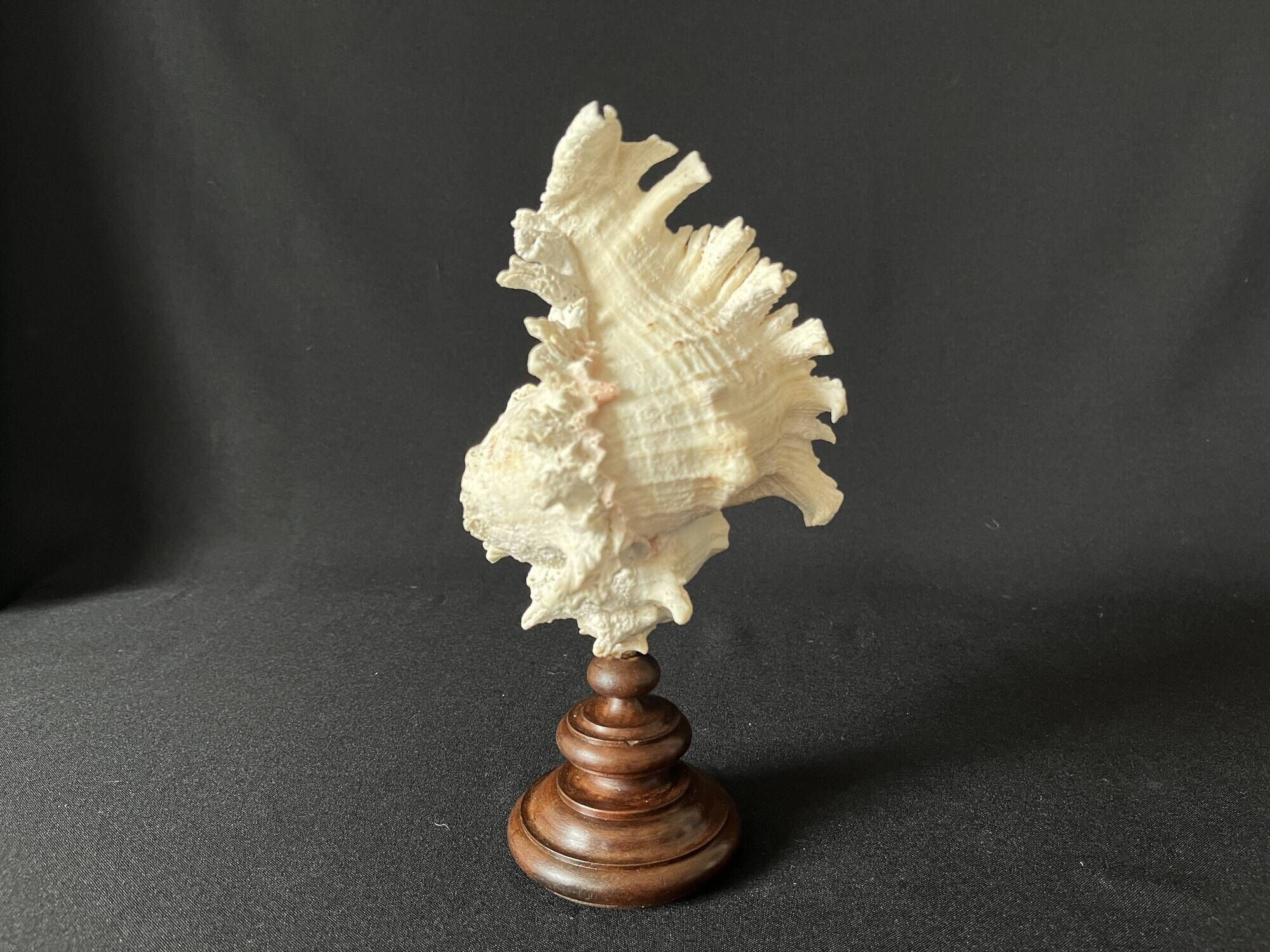 Murex Ramosus shell on turned wooden boxwood base old cabinet of curiosities