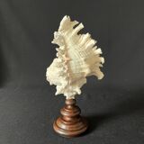 Murex Ramosus shell on turned wooden boxwood base old cabinet of curiosities