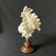 Murex Ramosus shell on turned wooden boxwood base old cabinet of curiosities