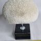 Ancient coral "brain" Diploria labyrinthiformis on base, 19 cm