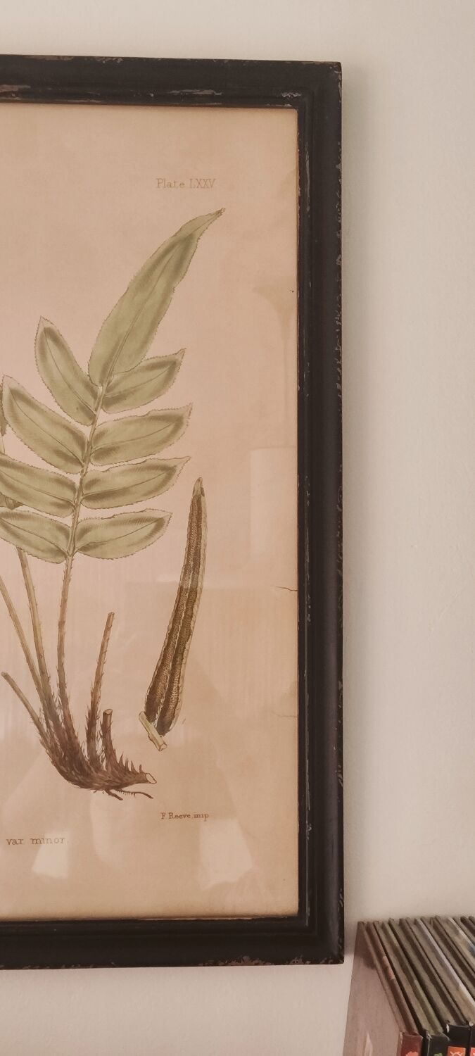 Framed herbarium illustration with a vintage effect.