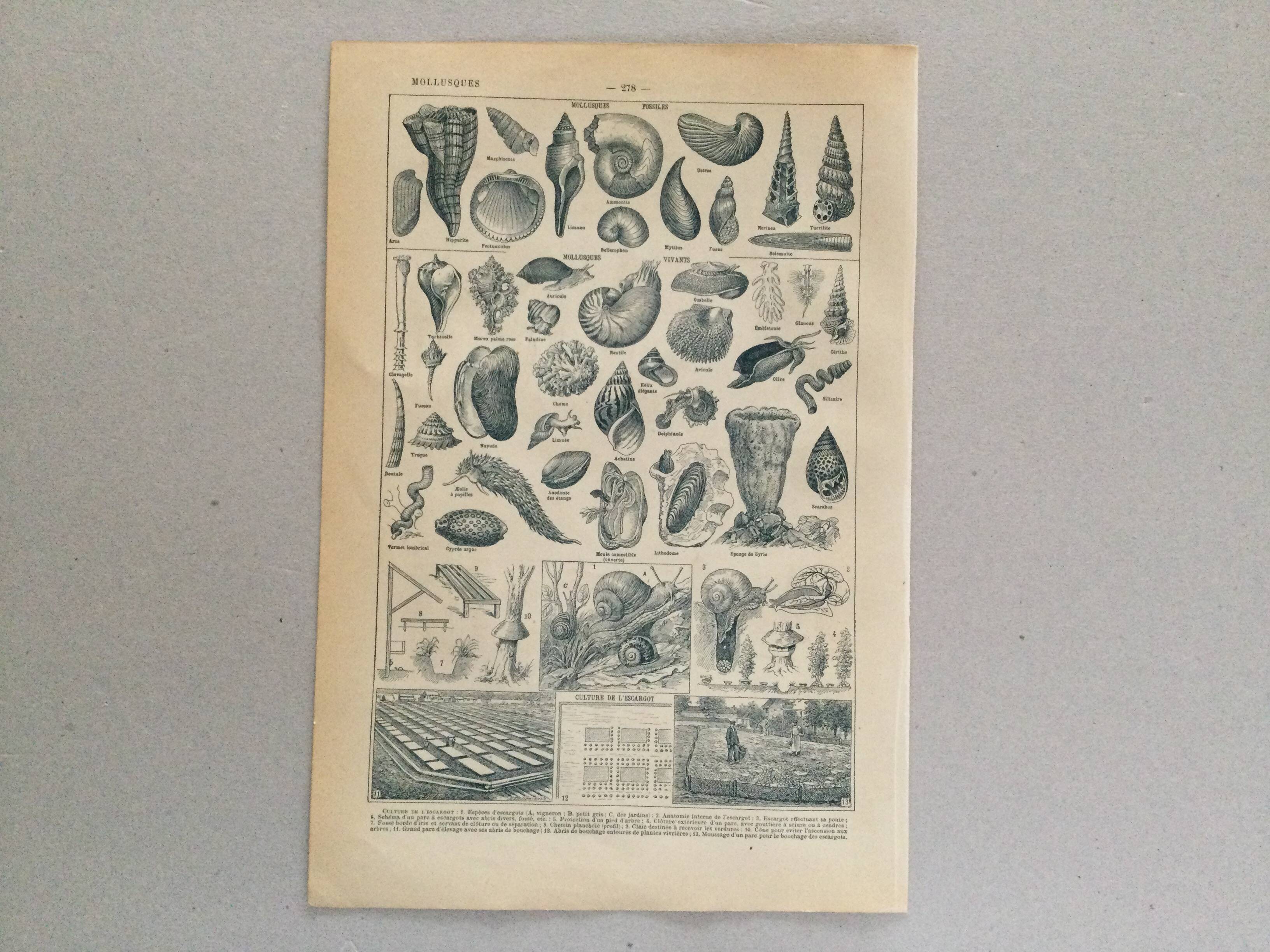 Old engraving 1897 - Molluscs Shells - botanical plate