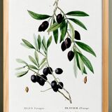 Botanical poster about the olive tree, based on an old engraving from 1802