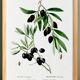 Botanical poster about the olive tree, based on an old engraving from 1802