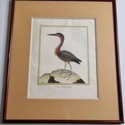 Original engraving by François Nicolas Martinet, 18th century, Louisiana crab fisher, framed,