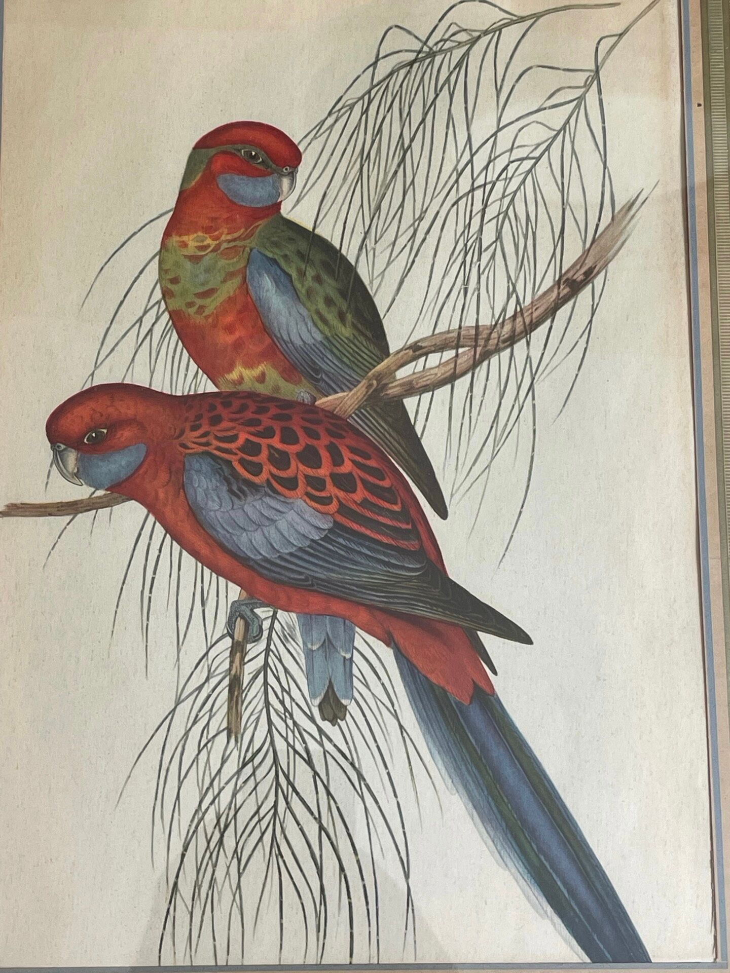 John Gould: Colored engraving of tropical parrots: Platycercus Pennantii