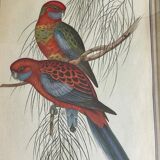 John Gould: Colored engraving of tropical parrots: Platycercus Pennantii