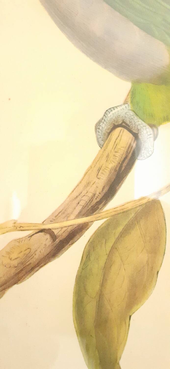 Vintage J.Gould color lithograph