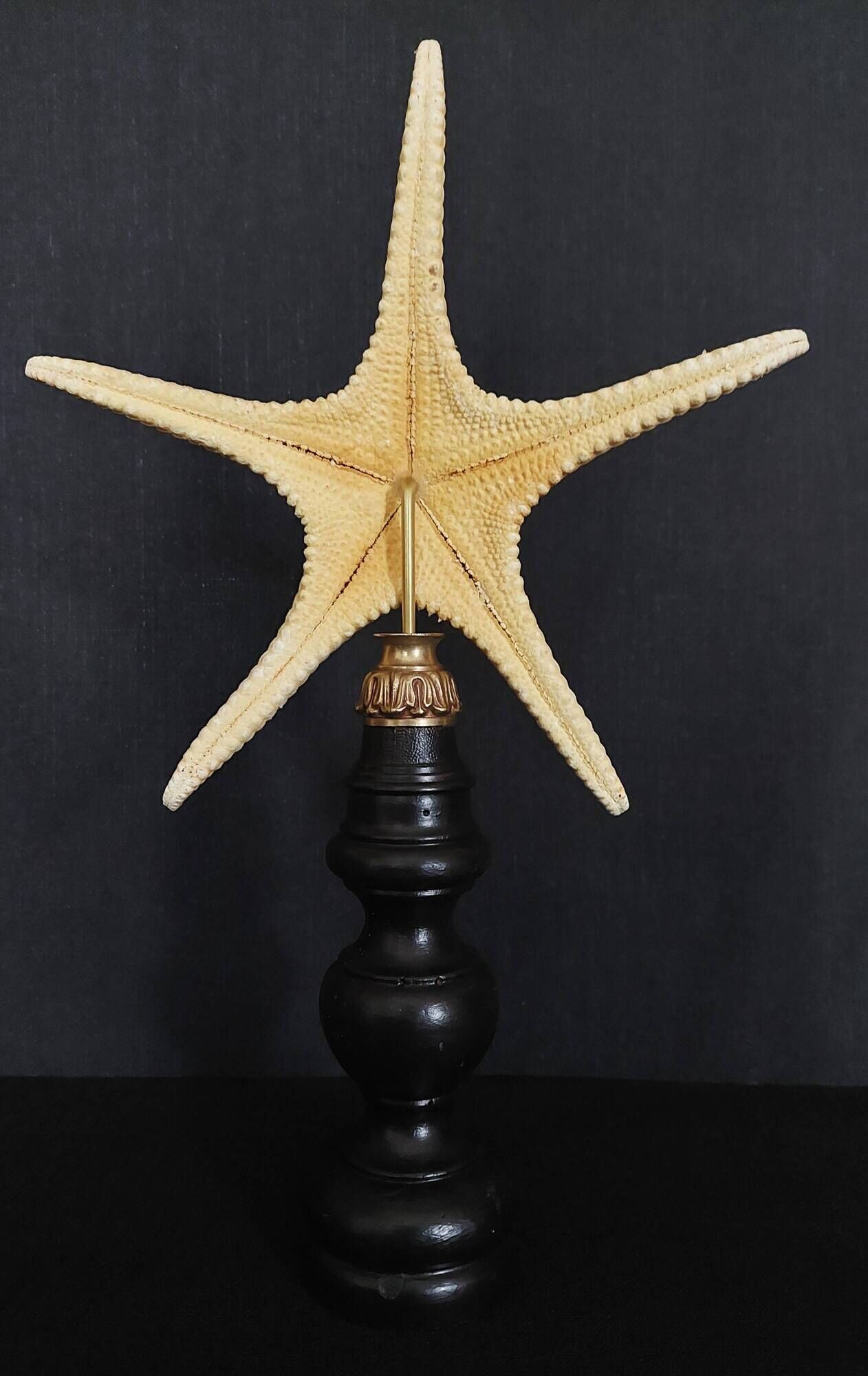 Cabinet of Curiosities starfish poraster superbus on base