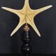 Cabinet of Curiosities starfish poraster superbus on base