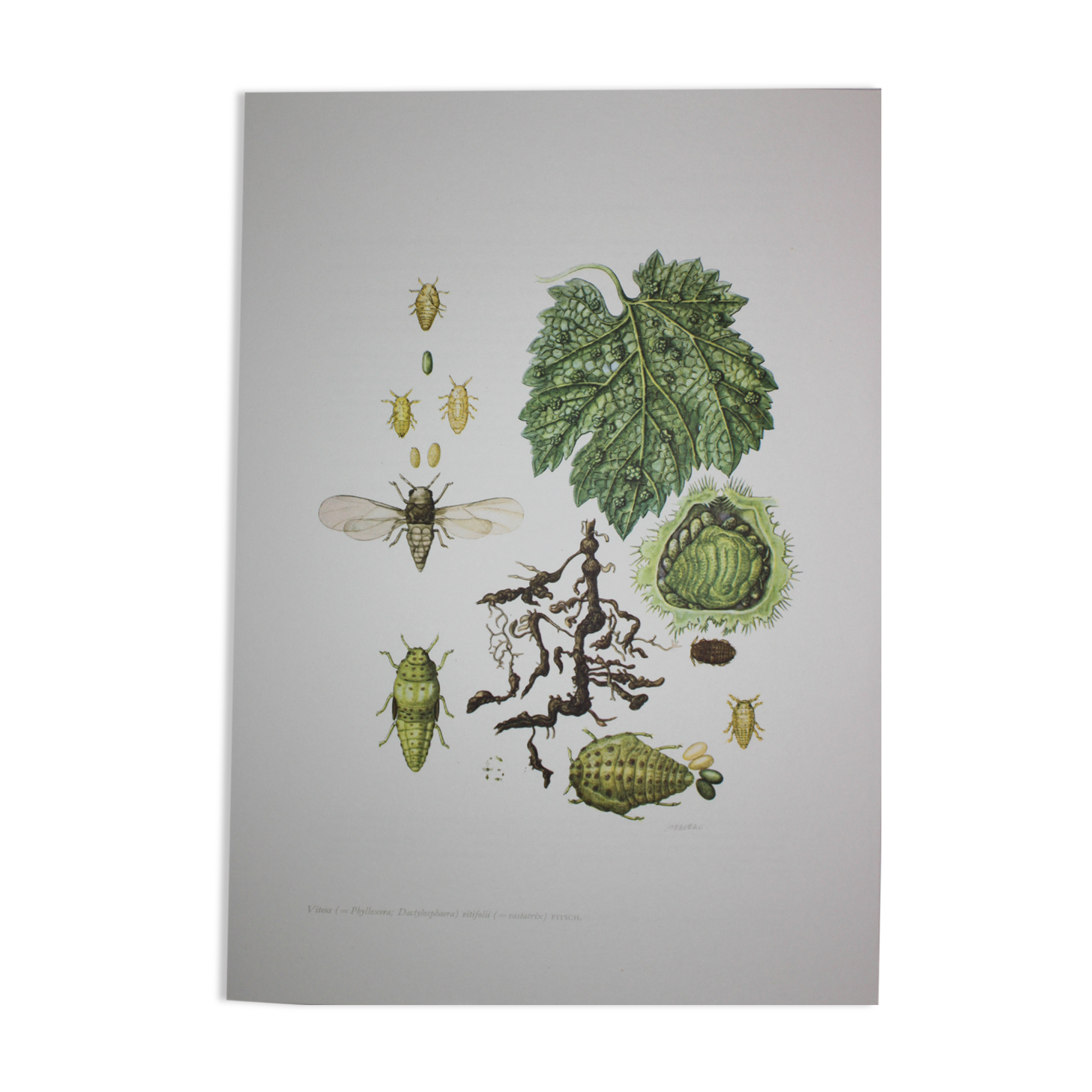 Phylloxera | 1961 | Insect Homoptera| Original pedagogical board| Entomology