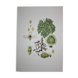 Phylloxera | 1961 | Insect Homoptera| Original pedagogical board| Entomology