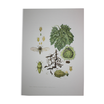 Phylloxera | 1961 | Insect Homoptera| Original pedagogical board| Entomology