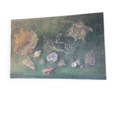 Vintage shell display