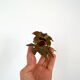 Brass flower candle holders