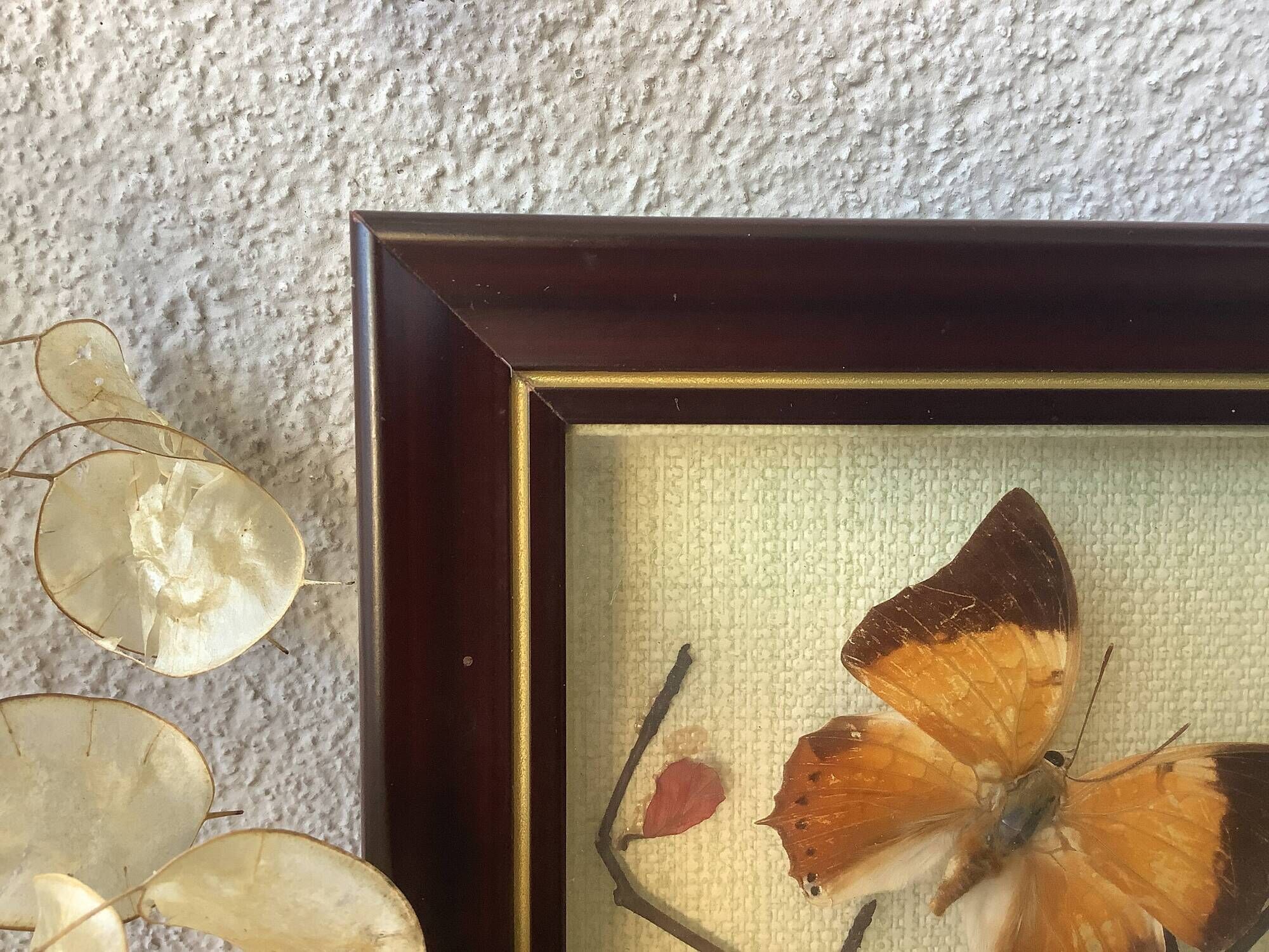 Vintage naturalized butterflies frame - cabinet of curiosities - taxidermy