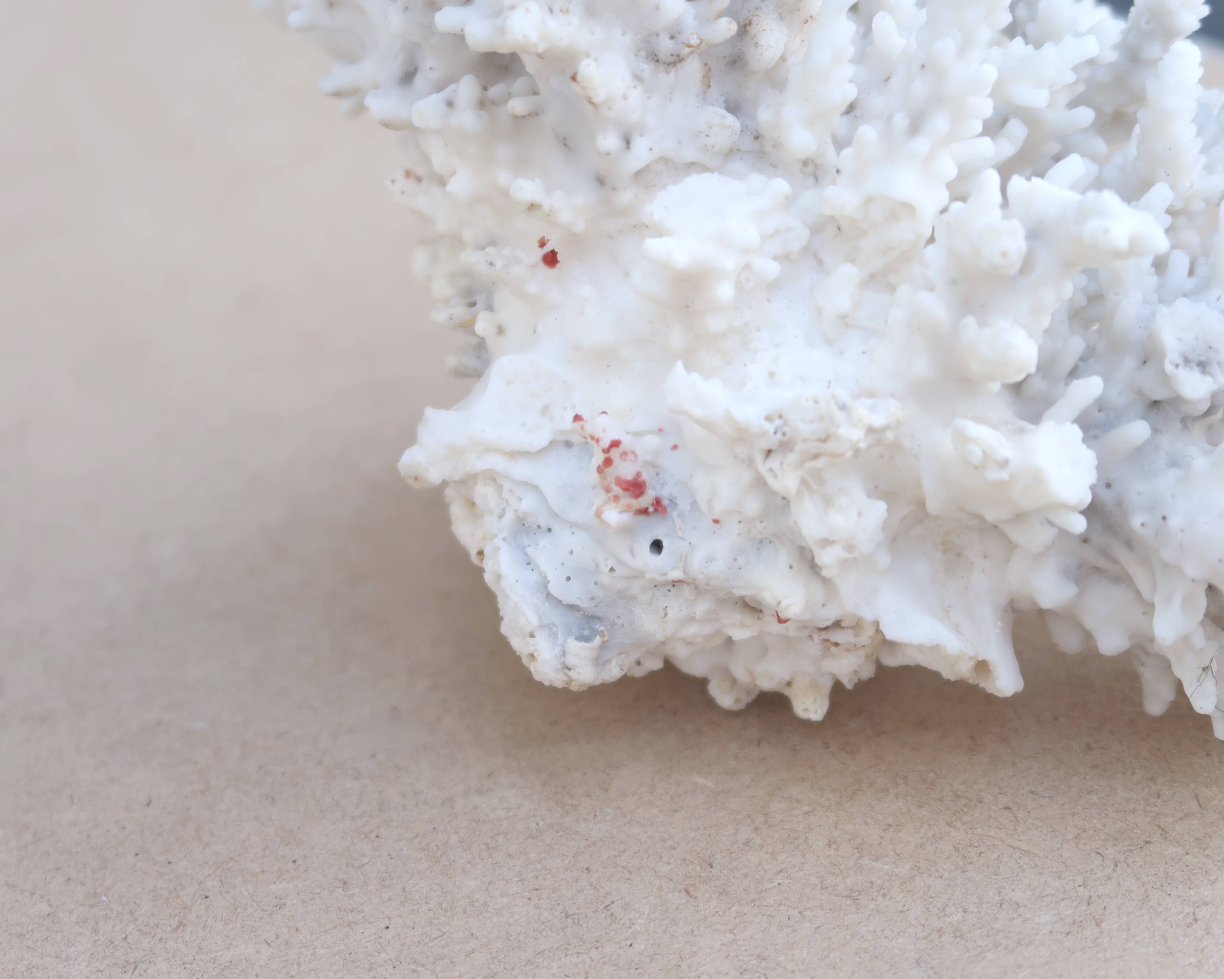 Natural white coral cabinet of curiosities, 1970s