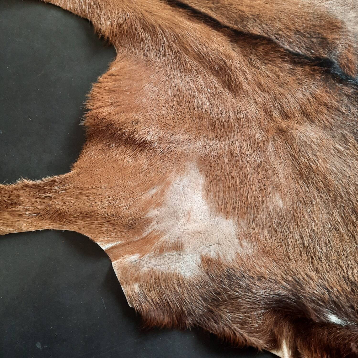 Goat skin 135 cm x 88 cm