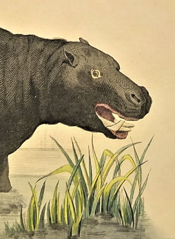 Original zoological frame engraving from 1839 " rhinoceros & hippopotamus "