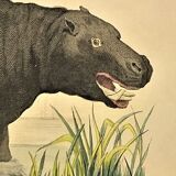 Original zoological frame engraving from 1839 " rhinoceros & hippopotamus "