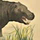 Original zoological frame engraving from 1839 " rhinoceros & hippopotamus "