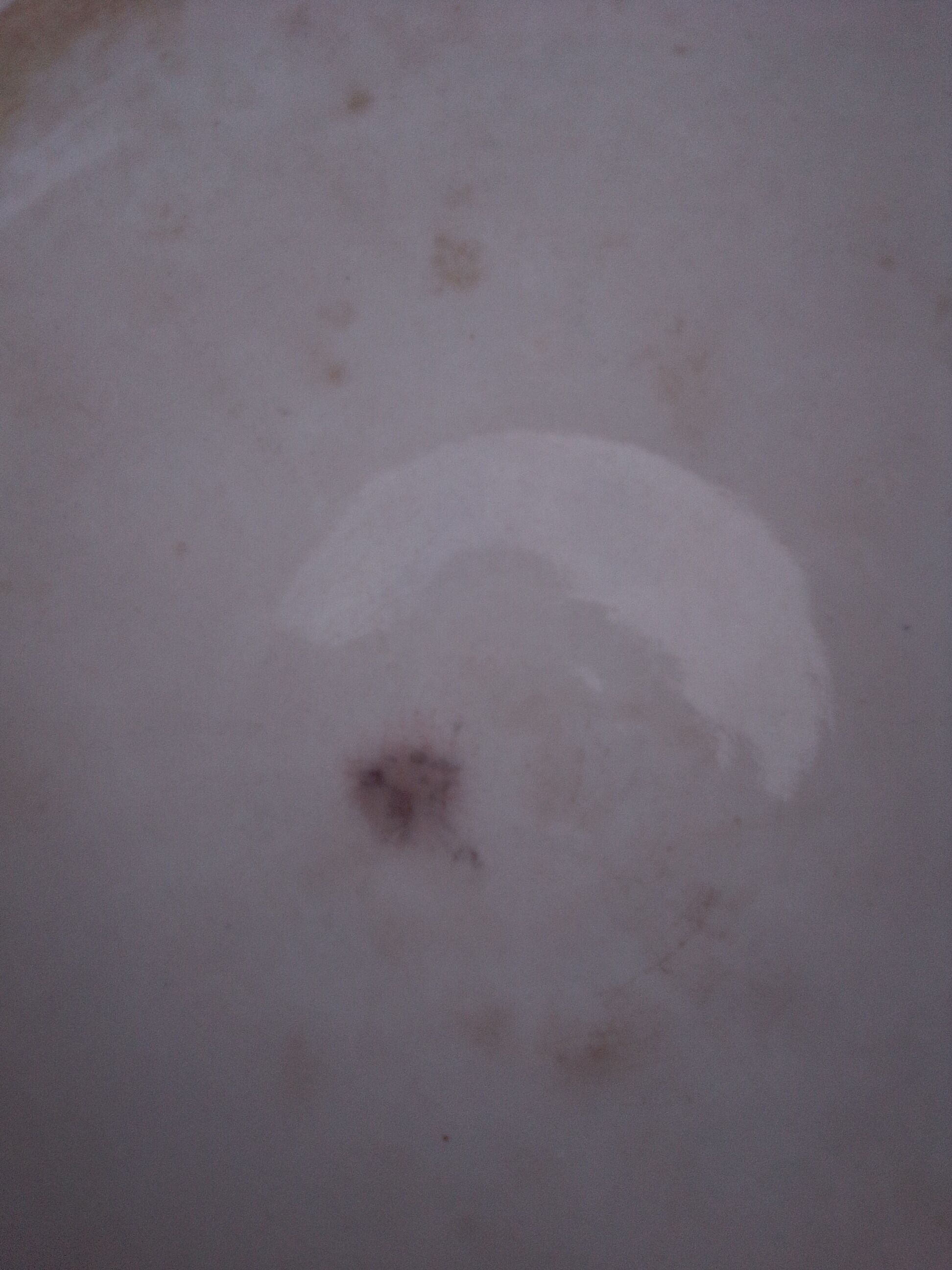 Vegetable in creil and montereau earthenware service mireille labrador diam 19.5 cm