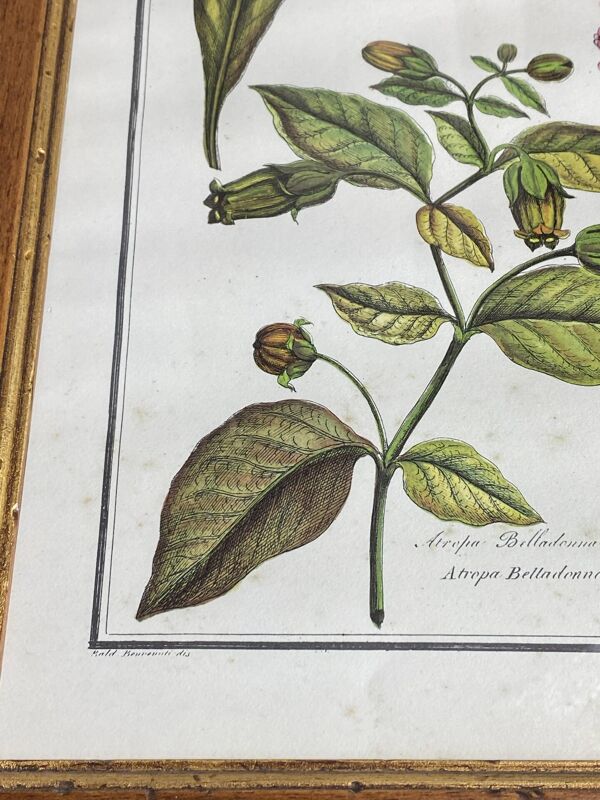 Affiche botanique encadrée, Atropa Belladonna