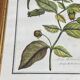 Framed botanical print, Atropa Belladonna