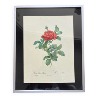 Framed botanical poster Redouté Rosier du pont