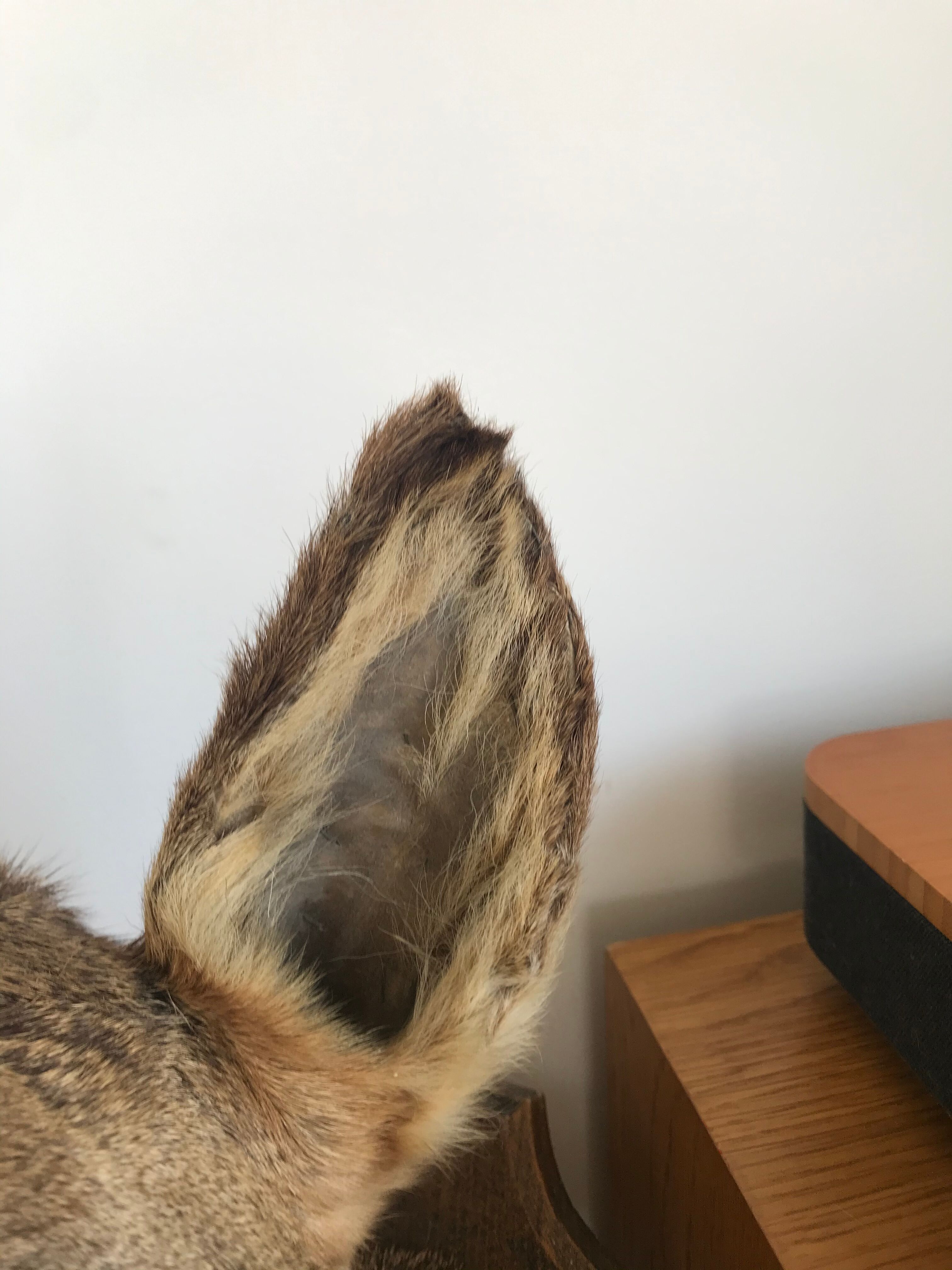 Taxidermy deer head