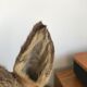 Taxidermy deer head