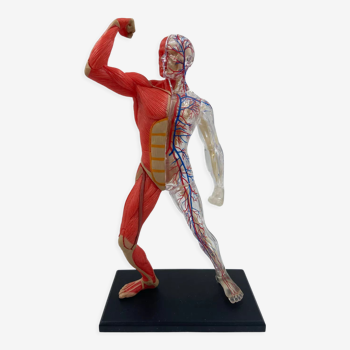 Anatomical model human body