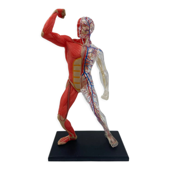 Anatomical model human body