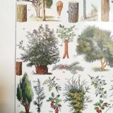 Lithographie sur les arbres de 1928 "épicéa"