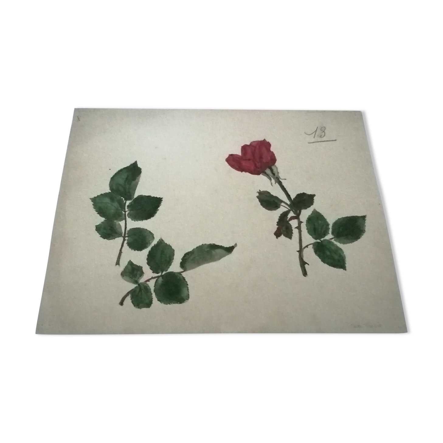 School drawing, study 20s "Rose"