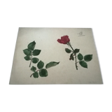 School drawing, study 20s "Rose"