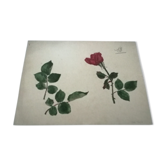 Dessin d'école,d'étude années 20 "Rose"