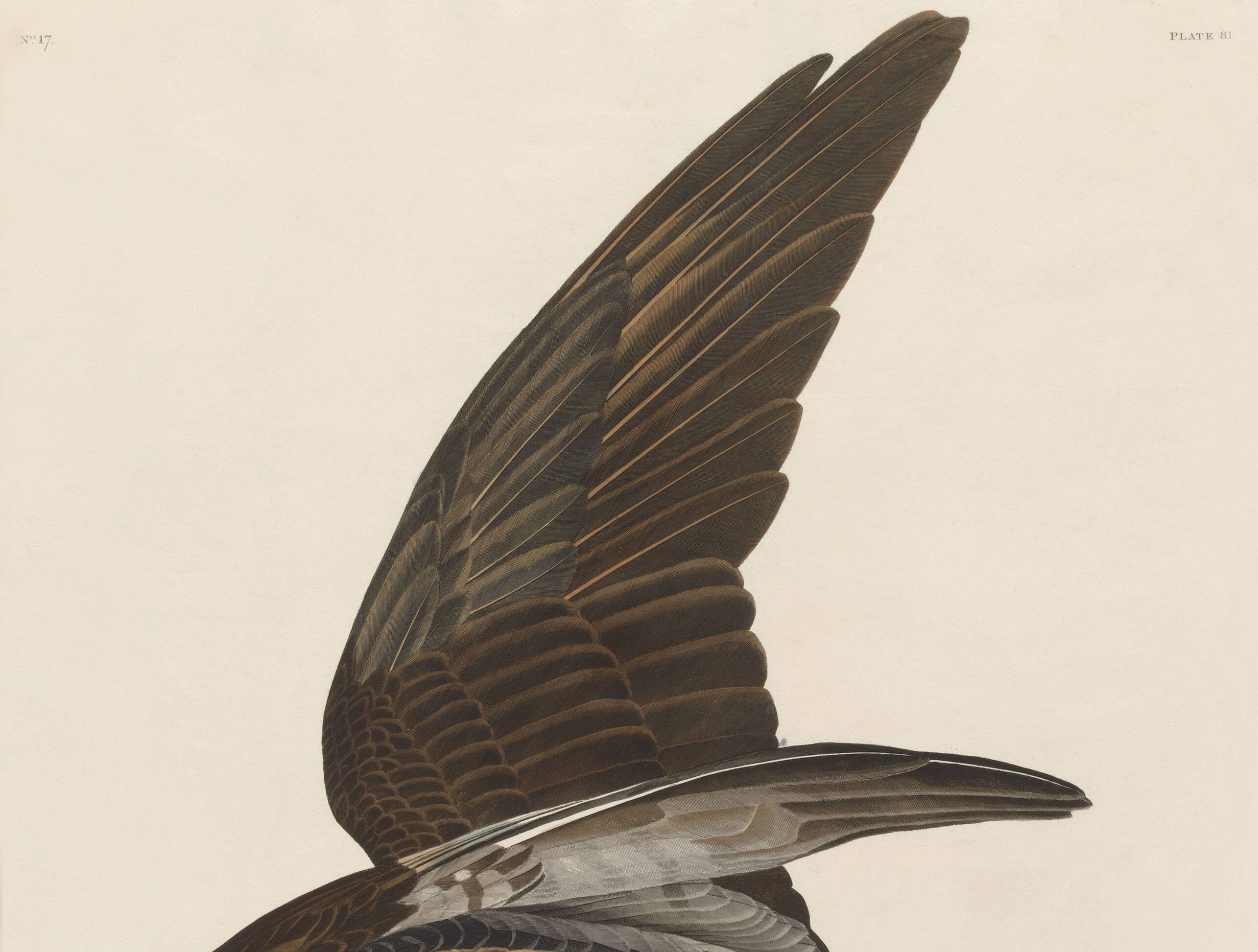 Poster about the Osprey, based on an old engraving from 1827.