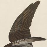 Poster about the Osprey, based on an old engraving from 1827.