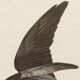 Poster about the Osprey, based on an old engraving from 1827.