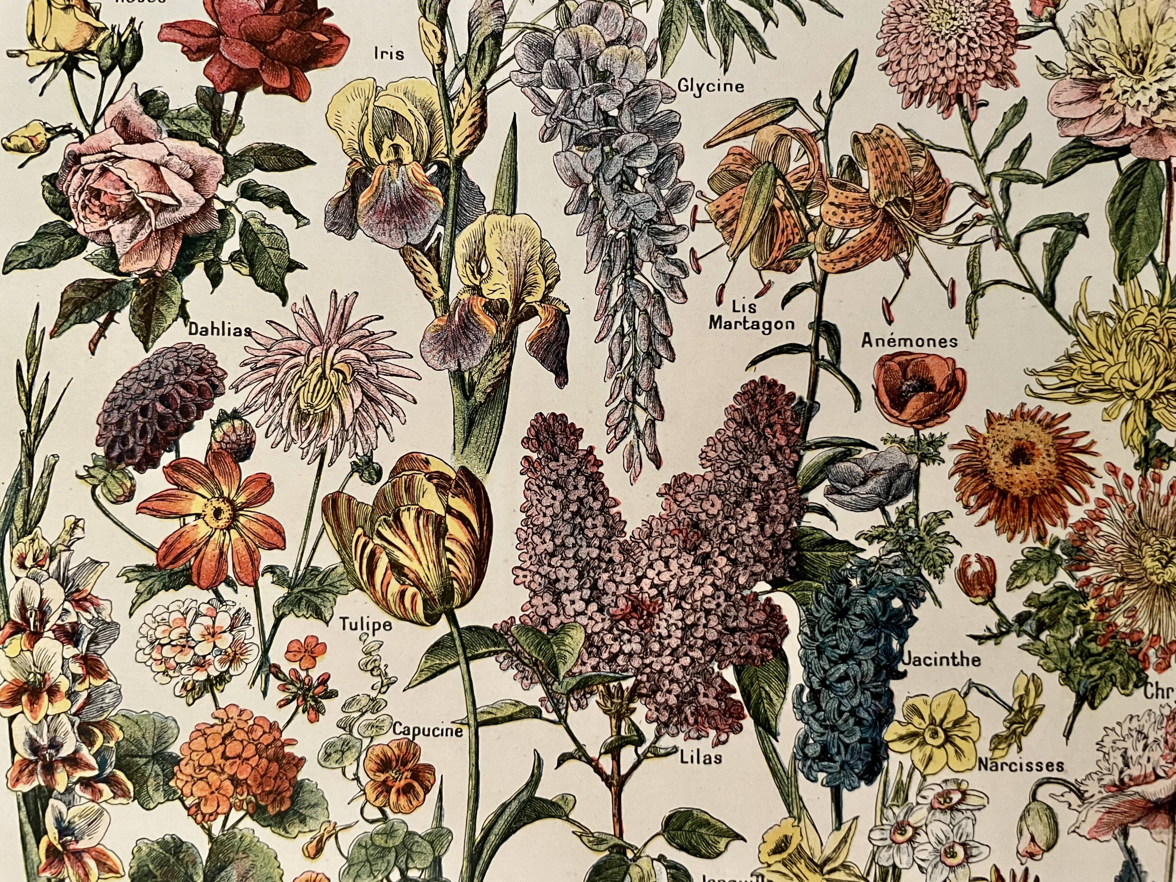 Lithograph on garden flowers - 1920