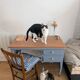 Blue wooden desk ready for its new life.