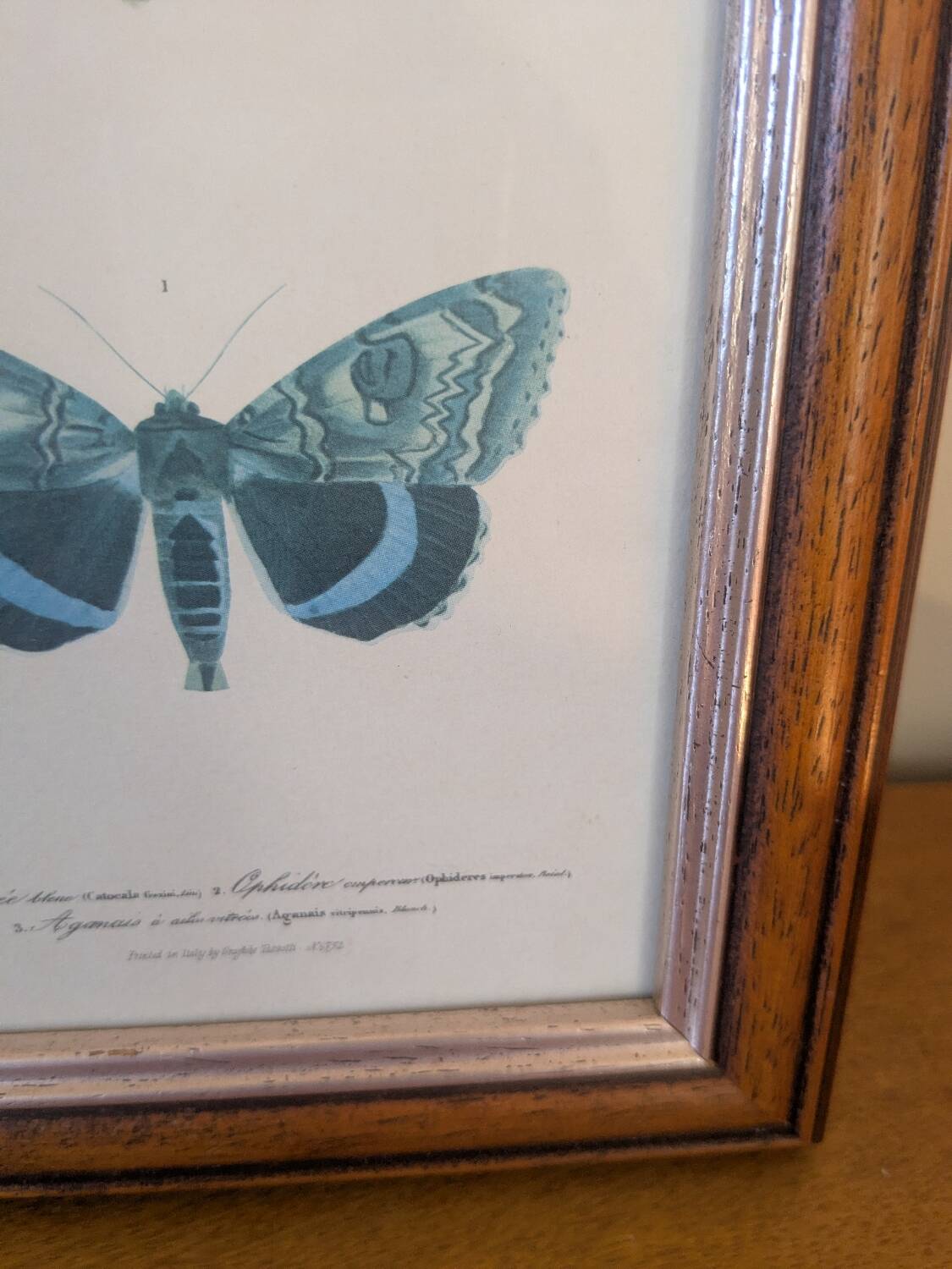 Lithographies de papillons
