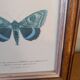 Lithographies de papillons